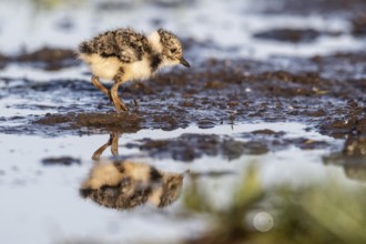 Young lapwing (Vanellus vanellus), Lower Saxony, Germany, Europe