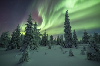 Northern lights over winter landscape, snow-covered trees, Riisitunturi National Park, Posio,