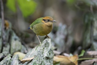Bar-bellied Pitta (Hydrornis elliotii) female perched on the ground, Cuc Phuong, Vietnam, Asia