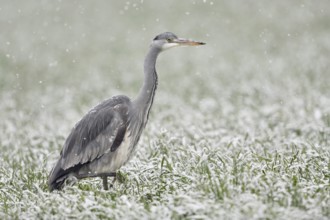 Mit Bedacht... Graureiher *Ardea cinerea* schreitet im Schneefall durch ein Getreidefeld