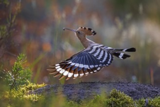 Eurasian Hoopoe (Upupa epops) flying with food in its beak, Saxony, Germany, Europe