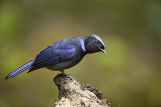 Large Niltava (Niltava grandis) male, Yunnan, China, Asia