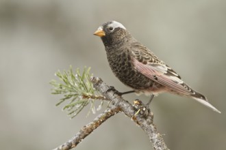 Black Rosy Finch (Leucosticte atrata), New Mexico, USA, North America