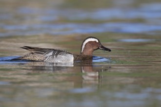 Garganey (Spatula querquedula) male, Aargau, Switzerland, Europe