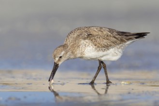 Red Knot (Calidris canutus), Florida, USA, North America