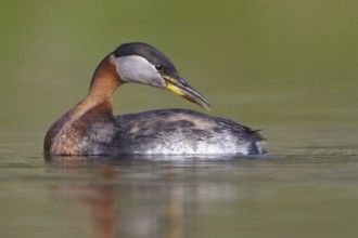 Red-necked Grebe (Podiceps grisegena), British Columbia, Canada, North America