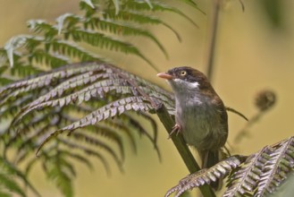 Kapuzentimalie (Dark-fronted Babbler, Rhopocichla atriceps siccata) im Regenwald von Sri Lanka