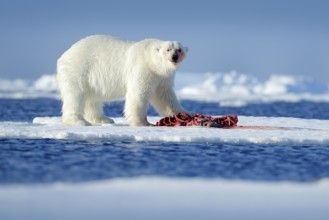 Polar bear on the ice. Surfacing dangerous polar bear in ice with seal carcass. Wildlife action