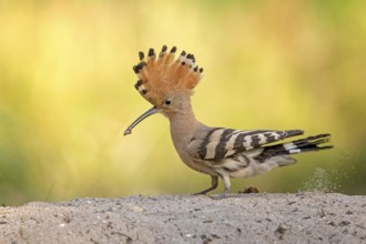 Eurasian Hoopoe (Upupa epops) foraging, Saxony-Anhalt, Germany, Europe