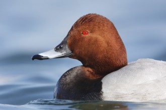 Common Pochard (Aythya ferina) male, Baden-Wuerttemberg, Germany, Europe