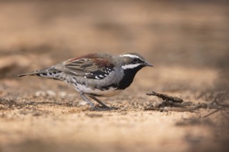 Chestnut Quail-thrush (Cinclosoma castanotum) young male perched on the ground, Victoria,