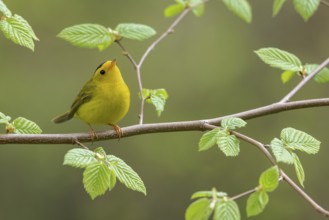 Wilsons Warbler (Wilsonia pusilla)perched on a branch in Victoria, BC, Canada, North America