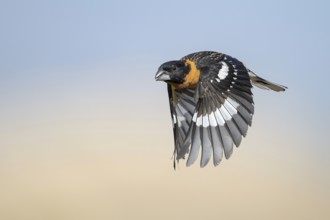 Black-headed Grosbeak (Pheucticus melanocephalus) male flying, Arizona, USA, North America