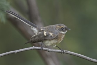 Grey Fantail (Rhipidura albiscapa) juvenile, Victoria, Australia, Oceania