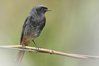 Black Redstart (Phoenicurus ochruros) male, Tessin, Switzerland, Europe