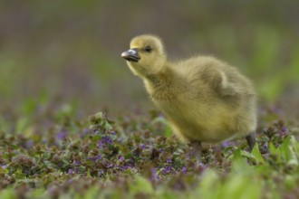 Greylag Goose (Anser anser) chick, Bavaria, Germany, Europe