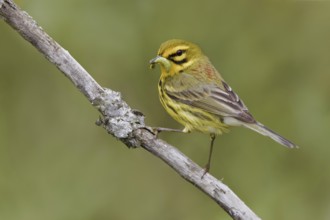 Prairie Warbler (Setophaga discolor) male, Ontario, Canada, North America