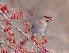 Bohemian Waxwing (Bombycilla garrulus) eating berries, Saskatchewan, Canada, North America