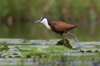 African Jacana (Actophilornis africanus) foraging, Uganda, Africa
