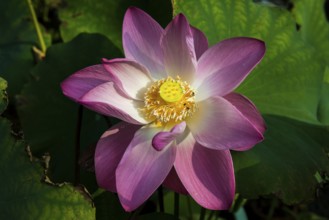 Lotus, Ko Chang, Koh Chang, Mu Ko Chang National Park, Trat, Thailand, Asia
