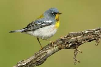 Northern Parula (Setophaga americana), Texas, USA, North America