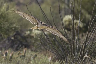Ferruginous Hawk (Buteo regalis), Arizona, USA, North America