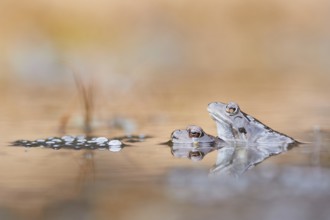 Common Frog (Rana temporaria) pair mating in spawning pond, Canton of Grisons, Switzerland, Europe