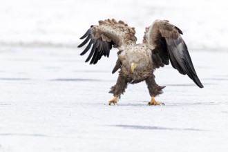 White-tailed Eagle (Haliaeetus albicilla) adult on ice, Poland, Europe