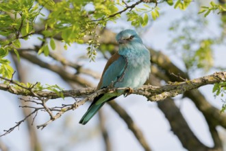 European Roller (Coracias garrulus) perched on a branch, Puszta, Hungary, Europe