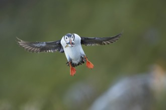Atlantic Puffin (Fratercula arctica) flying, Dovrefjell, Norway, Europe