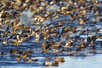 Eurasian Wigeon (Mareca penelope) group taking flight, Netherlands