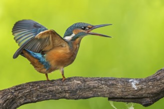 Common Kingfisher (Alcedo atthis) perched on a branch, Saxony-Anhalt, Germany, Europe