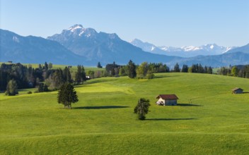 Spring awakening in the meadows with a small hut and mountains in the background, Alps, near