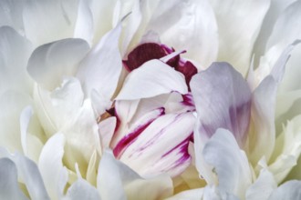 White peony flower (Paeonia officinalis) with purple accents, close-up with delicate petals and
