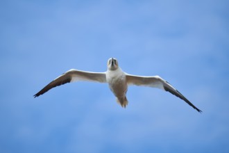 Northern gannet (Morus bassanus) flying over the sea, wildlife, Helgoland, Germany, Europe