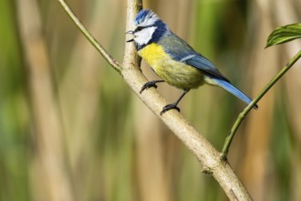 Blue Tit (Parus Caeruleus) Germany