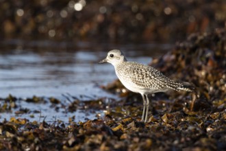 Grey Plover (Pluvialis squatarola) foraging, Smaland, Sweden, Europe