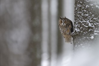 Long-eared owl (Asio otus) in a winter forest, Czech Republic, Europe