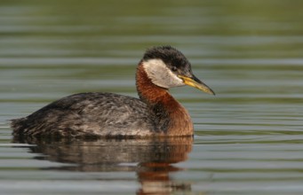 Red-necked Grebe (Podiceps grisegena), Alaska, USA, North America