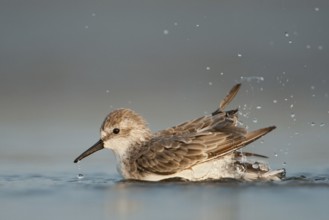 Western Sandpiper (Calidris mauri) bathing, Texas, USA, North America