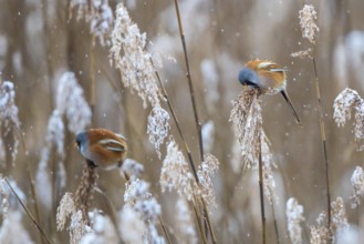 Bearded Reedling (Panurus biarmicus) two males perched in reedbed, Baden-Wuerttemberg, Germany,