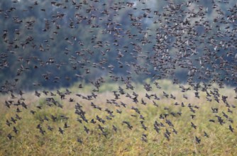 Common Starling (Sturnus vulgaris) large swarm flying in at sleeping place, Brandenburg, Germany,