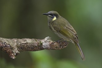 Lewin's Honeyeater (Meliphaga lewinii) perched on a branch, Queensland, Australia, Oceania