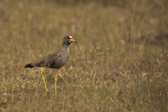 African Wattled Lapwing (Vanellus senegallus), Lake Mburo National Park, Uganda, Africa
