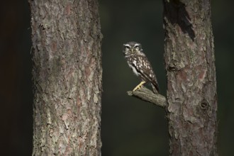 Little Owl (Athene noctua) perched on a tree, North Rhine-Westphalia, Germany, Europe