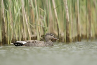 Gadwall (Mareca strepera) male, North Rhine-Westphalia, Germany, Europe