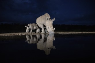 White rhinoceros (Ceratotherium simum) mother with calf at waterhole at night, Kruger National