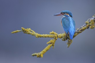 Common Kingfisher (Alcedo atthis) female perched on a branch, Saxony-Anhalt, Germany, Europe