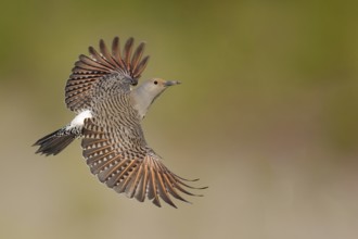 Northern Flicker (Colaptes auratus) female flying, British Columbia, Canada, North America