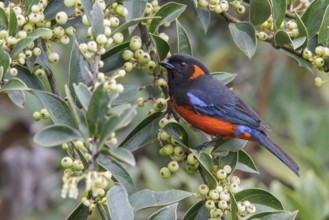 Scarlet-bellied Mountain-Tanager (Anisognathus igniventris) feeding on berries in Manu National